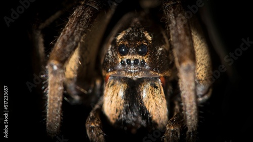 Macro shot of tarantula wolf spider (Lycosa tarantula)