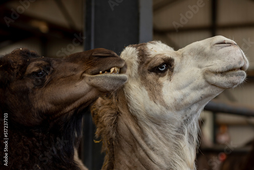 White domesticated Camelus Dromedarius with blue eyes in a camel milk farm. Food and dairy industry.
