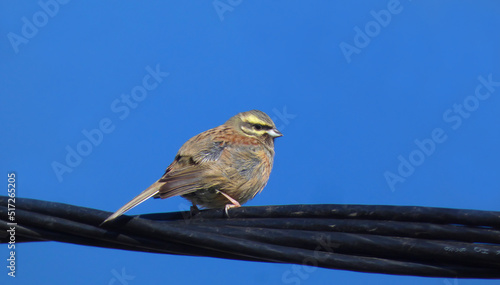 cirl bunting