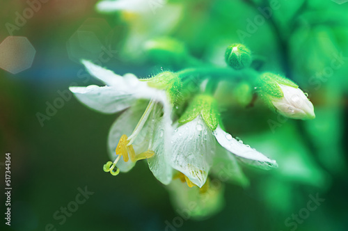 wildflower white flower close-up, beautiful summer background,