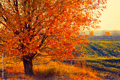 Autumn tree in the field at sunset