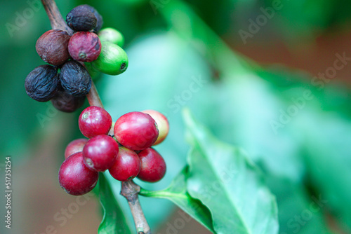 Close up of ripe coffee beans and bad or rotten coffee beans on tree, red berry branches, blurred background.