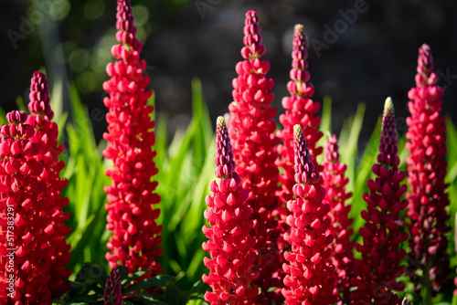 detailed close up of Lupinus 'Beefeater'