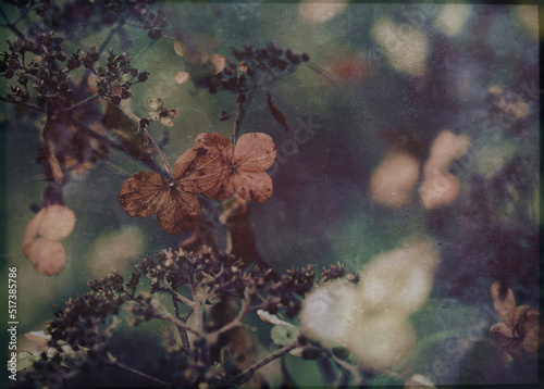 Vintage grunge textured dark botanical moody nature background of dead dried hydrangea flowers