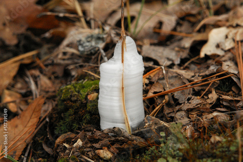 Frost flower (ice flower) formed by ice crystals emerging from a plant stem in the forest