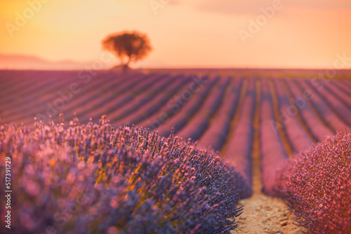 Beautiful nature landscape. Stunning scenic landscape with lavender field at sunset. Blooming violet fragrant lavender flowers with sun rays with warm sunset sky. Amazing picturesque tranquil scene