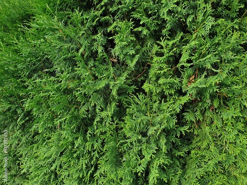 Tuja thuja szmaragd macro żywopłot 