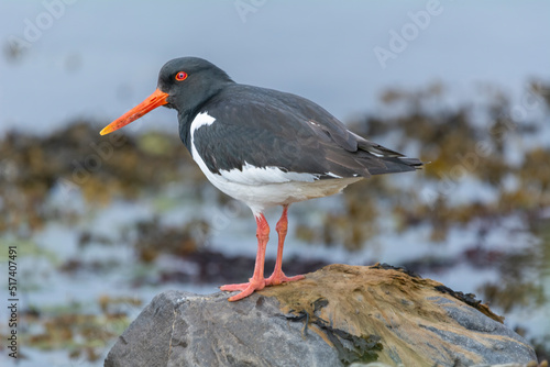 Eurasian oystercatcher (common pied oystercatcher, palaearctic oystercatcher) - Haematopus ostralegus - on the rock with blue water in background. Photo from Nesseby at Varanger Penisula in Norway.