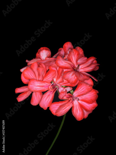 Red Geranium Pelargonium Flowers on dark background.