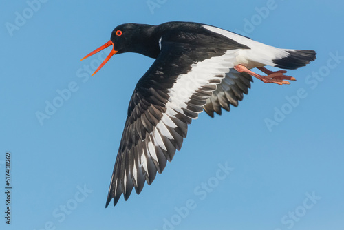 Eurasian oystercatcher (common pied oystercatcher, palaearctic oystercatcher) - Haematopus ostralegus - with spread wings in flight. Photo from Ekkeroy at Varanger Penisula in Norway.