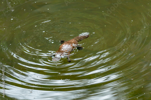 platypus in the water