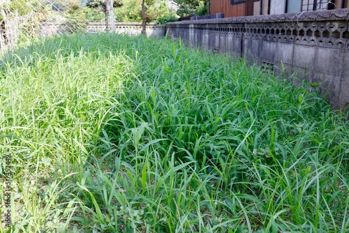 庭に生えた大量の雑草