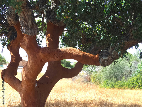 Beautiful cork oak tree used for the production of cork in the Alentejo region of Portugal