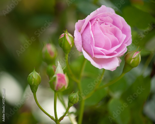 Róża w ogrodzie