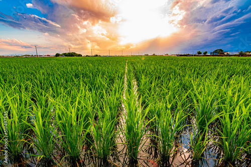 Rice field under dramatic beautiful sunset.