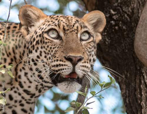 leopard in the tree; Leopard on a tree; leopard resting; leopard looking at prey; leopard watching; leopard stalking; African leopard from Murchison Falls National Park, Uganda