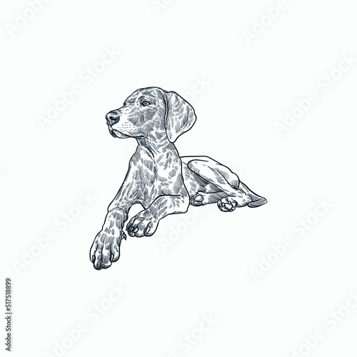 Vintage hand drawn sketch sit young weimaraner dog