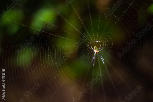 Insect Spider on Spider web silhouette isolated on nature background.