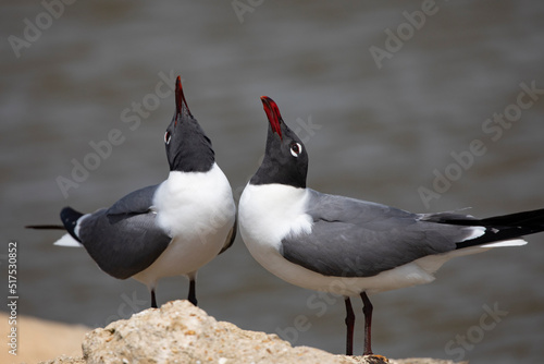Beaks raised in Laughing Gull courtship behavior in closeup with copy space