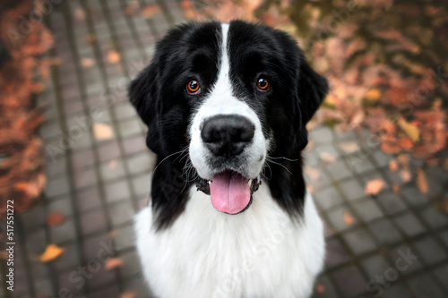 happy landseer dog portrait, top view