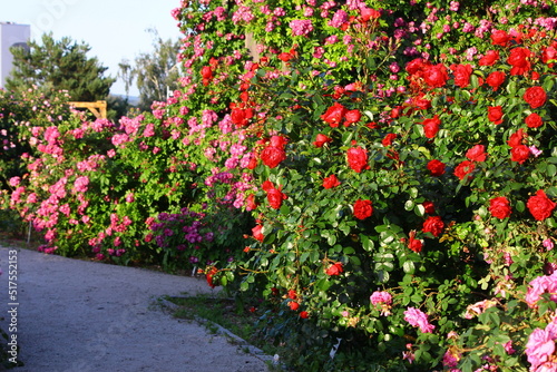 Ścieżka w ogrodzie różanym. Rozarium. Uprawa róż