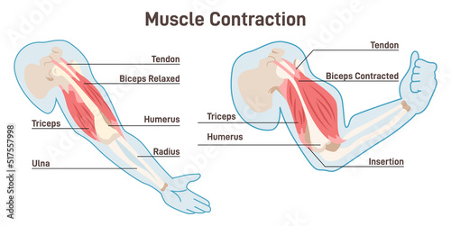 Muscle contraction mechanism. Muscles work principle scheme