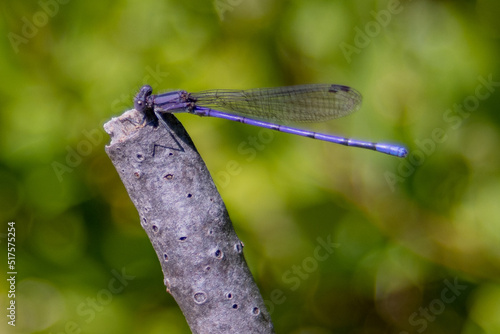 Variable Dancer damselfly (Male Narrow Winged Dragonfly, Argia Fumipennis, Violet Dancer) sitting on a twig at Glouster, Massachusetts, USA