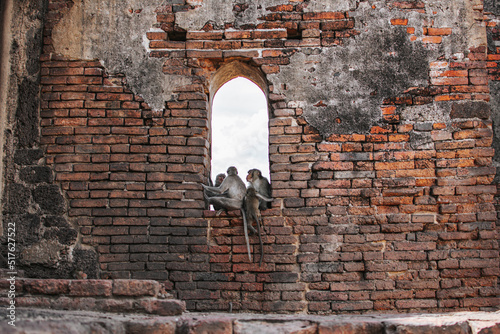 The crab-eating macaque monkeys sitting on the window wall avoid the sun under at Phra Prang Sam Yot, Lop Buri Province, Thailand Is a tourist destination that has a lot of monkeys living.