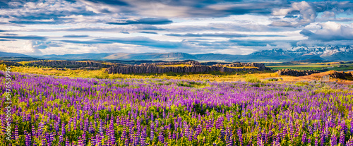 Panoramic Icelandic view of blooming fields of lupine flowers. Wonderful summer scene of east coast of Iceland, Euriope. Beauty of nature concept background..
