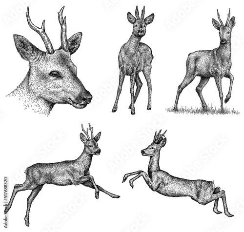 Vintage engrave isolated deer set illustration ink sketch. Wild roe deer background art