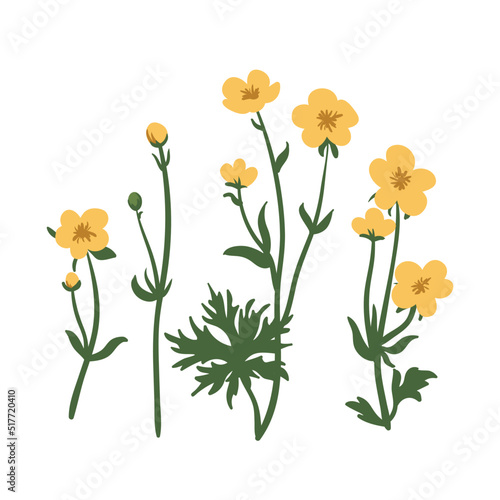Buttercup flower set, crowfoot vector illustration isolated on white background, herbal wildflowers for design medicine, wedding invitation, greeting card, cosmetic. Summer field flower