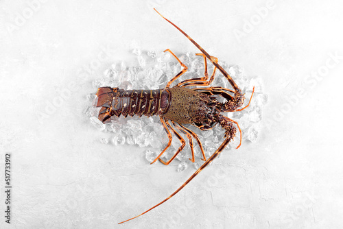 Fresh spiny lobster or sea crayfish on crash ice, preparation for cooking common Mediterranean lobster on concrete gray background, view from above, close up