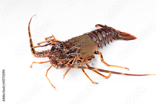 Fresh spiny lobster or sea crayfish isolated on white background, raw common Mediterranean lobster