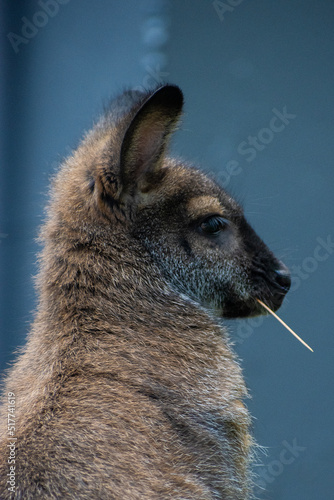 Wallaby looking to the right with a piece of straw in its mouth performing a James Dean impression