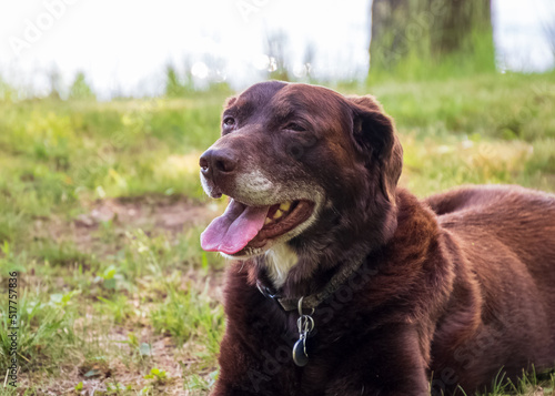 Aging chocolate lab enjoying a day in the grass