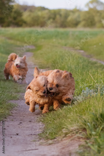 dogs breed norwich terrier on the walk in the field
