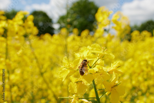 Pracowita pszczoła zbiera nektar, pyłek, propolis z pola rzepaku. Żółte kwiaty rzepaku, błękitne niebo, makro, close-up, bokeh.