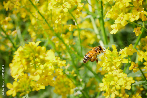 Pracowita pszczoła zbiera nektar, pyłek, propolis z pola rzepaku. Żółte kwiaty rzepaku, błękitne niebo, makro, close-up, bokeh.