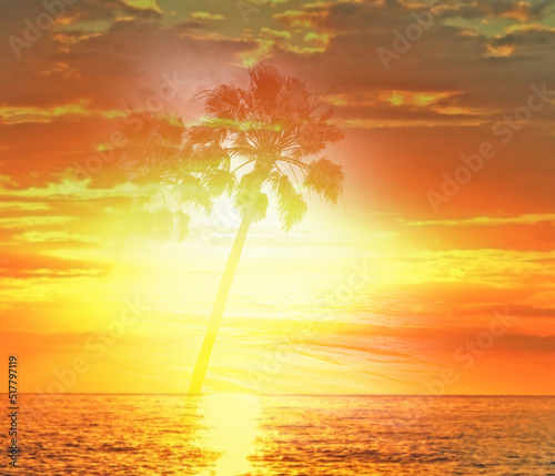 sunrise and ocean and palms