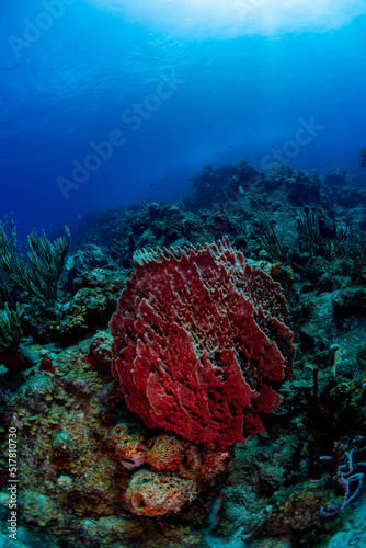 A barrel sponge on the reef 