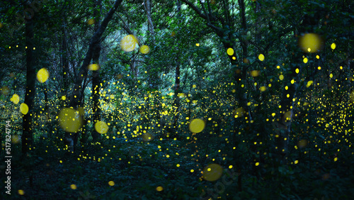 Abstract and bokeh light firefly flying in the forest. Fireflies (Lampyridae) flying in the bush at night time in Thailand.Long exposure photo.