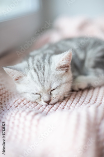 A gray-white striped kitten of the British breed sleeps on a knitted pink plaid. Pets. Lifestyle. Tenderness