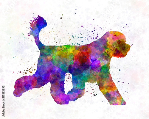 Portuguese Water Dog in watercolor