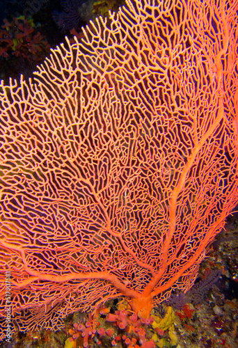 Gorgonian, Sea Fan, Sea Whips, Coral Reef, South Ari Atoll, Maldives, Indian Ocean, Asia