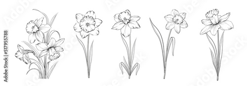 Set of differents narcissus on white background