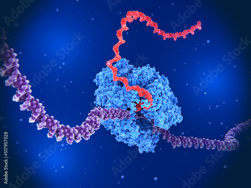 The RNA polymerase II transcribing DNA into RNA.