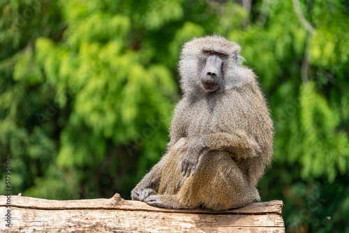 Pawian na zielonym tle. Baboon on a green background