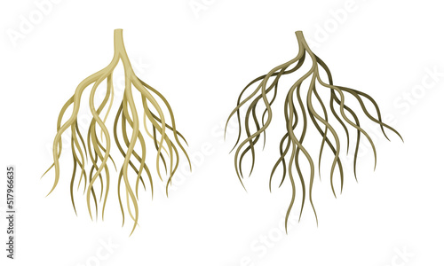 Branching Root as Tree Part Below the Surface of Soil Vector Set