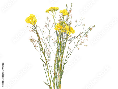 Wild field flower with yellow Dwarf everlast flower isolated on white