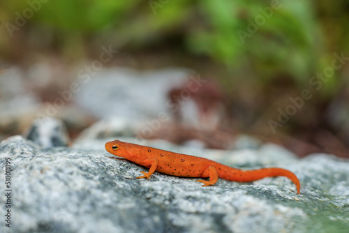 Red eft (juvenile terrestrial stage of the eastern newt) insitu. - New Hampshire 